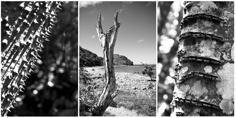 Beauty abounds on St. John, even without color.
