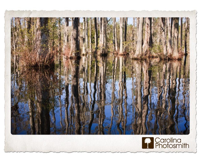Cypress Gardens Swamp by Carolina Photosmith