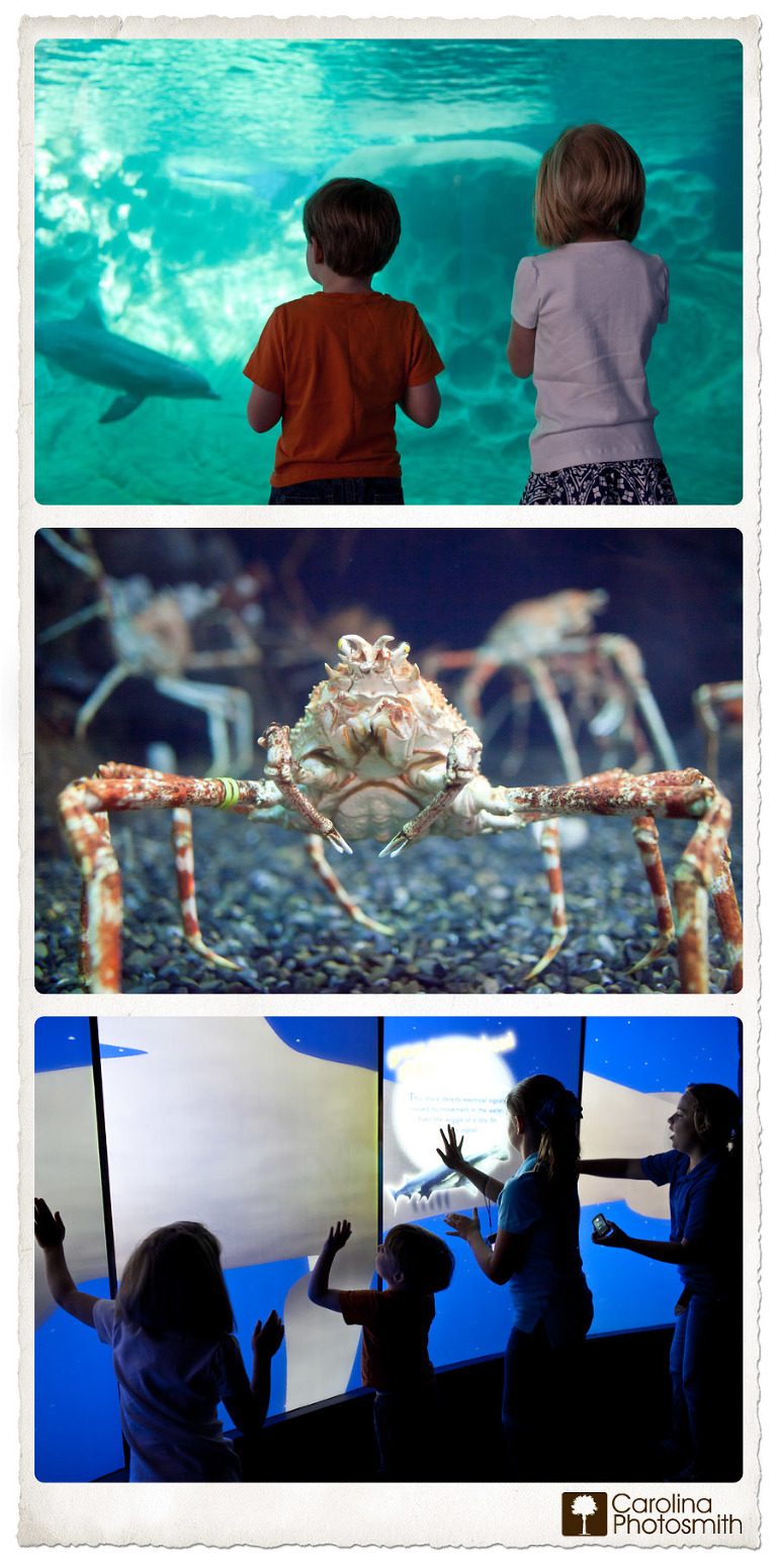 My Children Were Enthralled with Georgia Aquarium's Dolphins, Japanese Spider Crabs and Interactive Exhibits