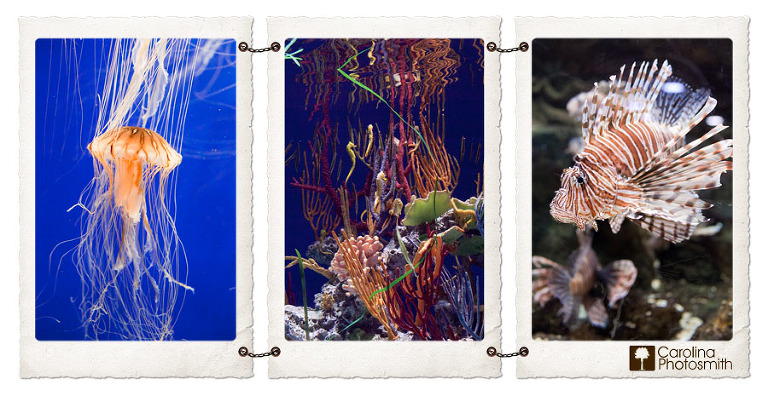 Incredible, Colorful Creatures Under the Sea at the Georgia Aquarium