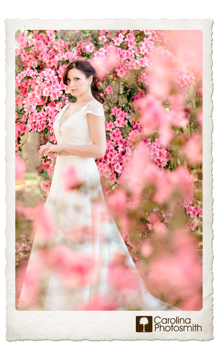 Beautiful bride amid pink azaleas at a Charleston plantation. Timeless, elegant portraits by Carolina Photosmith.