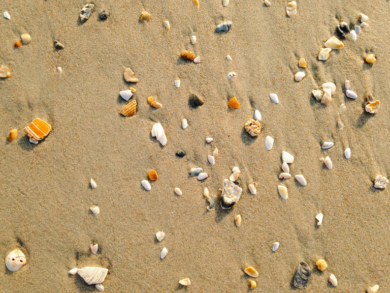 Pawleys Island shells. iPhoneography by Carolina Photosmith