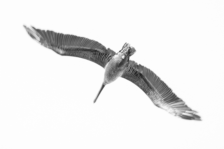 Black and white photography at pristine Botany Bay Beach near Edisto © Carolina Photosmith