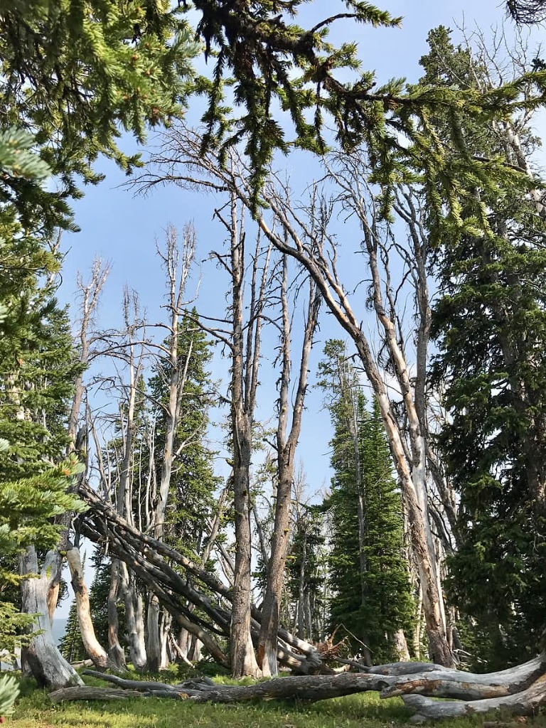 Window of wintergreens frames mountain trees on our ATV path near Big Sky Montana